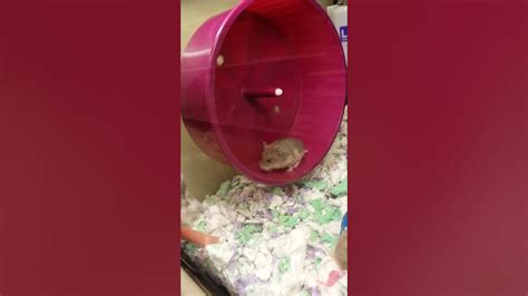 scat videos|Poo Hamster .